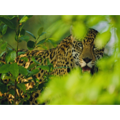 The Pantanal (2)