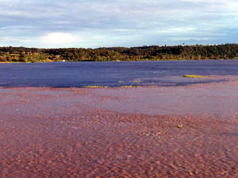 Fullday Meeting Of The Waters In Manaus Manaus Amazon